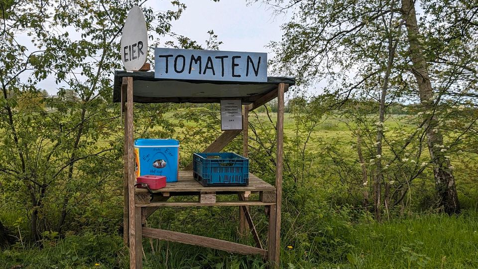 Tomatenpflanzen aus Bio-Samen in Berne