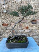 Bonsai Bergfichte Bayern - Dingolfing Vorschau