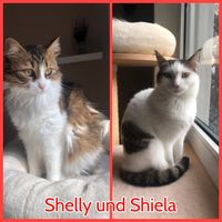 Neues Zuhause gesucht für Shelly und Shiela! Brandenburg - Schönefeld Vorschau