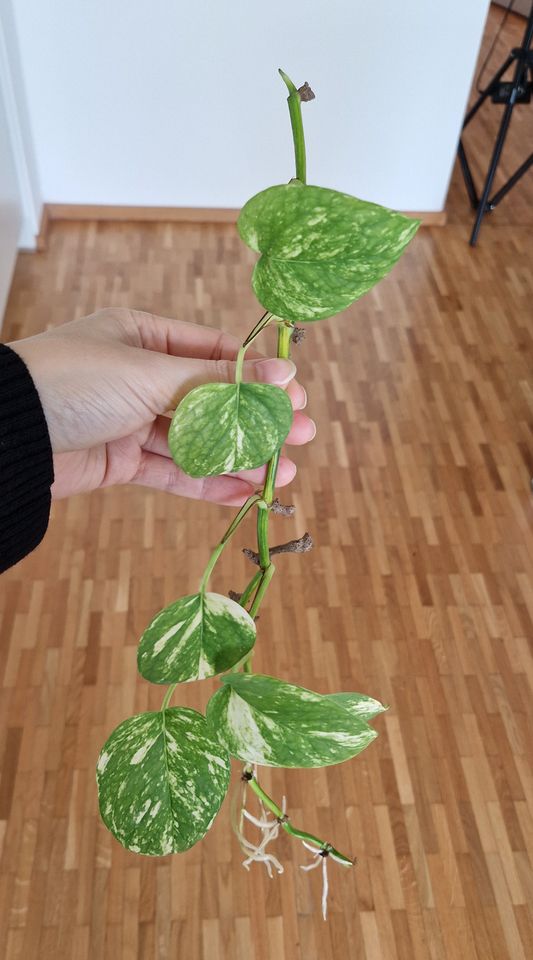 Ableger bewurzelt, Efeutute gold, Epipremnum aureum in Hamburg