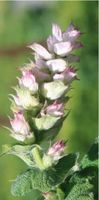 Blumen Samen Kräuter Samen Muskateller Salbei Bienenweide Bayern - Neunkirchen a. Brand Vorschau