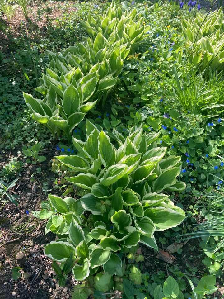 Hosta Funkien Lila Blühend Winterhart in Fürstenzell