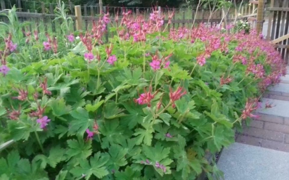 Ca. 50x Balkan-Storchschnabel (Geranium macrorrhizum) Bodendecker in Steina