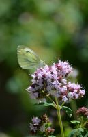 Oregano Dost Staude mehrjährig bienenfreundlich getopft Sachsen - Striegistal Vorschau