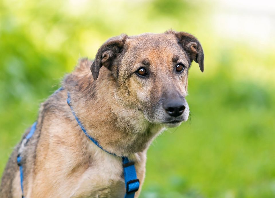 Tierschutz - Rendi sucht ein liebevolles Zuhause ! in München