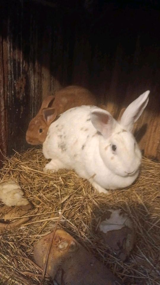 Biete hier 2 Jung Rammler an ( Roter Neuseeländer Mix) in Bützow