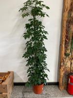 Schefflera arborescens 'Compacta' 180cm groß Zimmerpflanze Nordrhein-Westfalen - Simmerath Vorschau