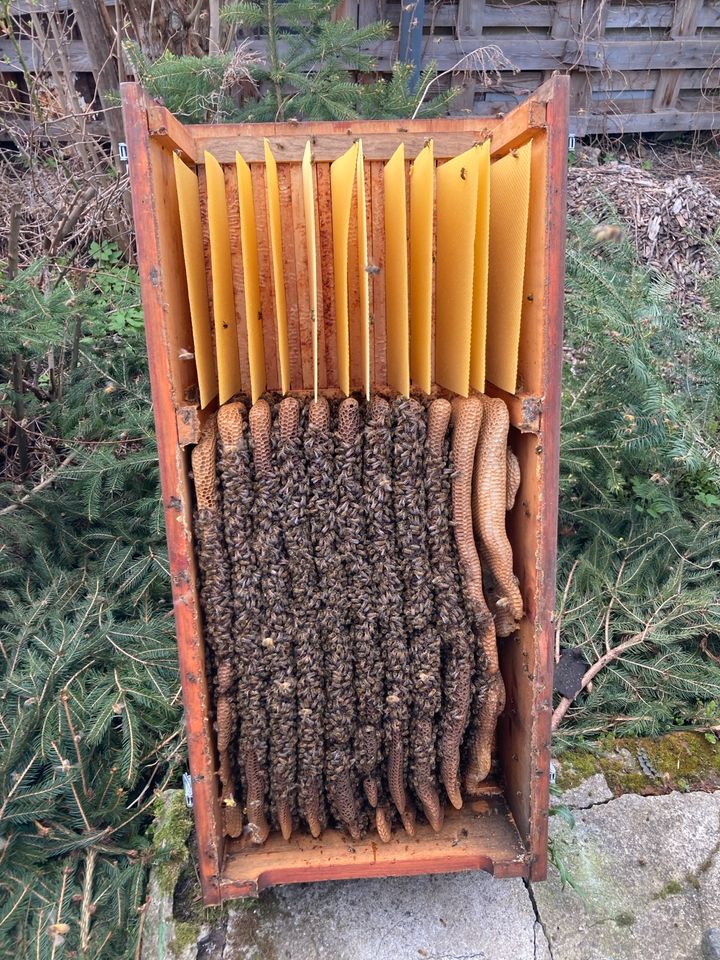 Bienenvolk in Bienenkiste in Leipzig