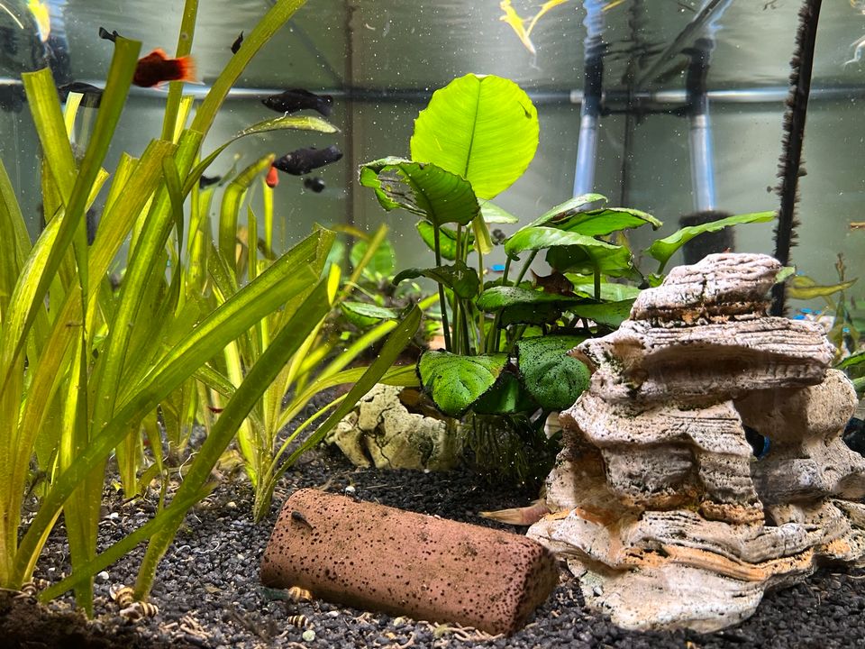 Eheim Aquarium 180L mit Unterschrank, Filter und Besatz in Monheim am Rhein