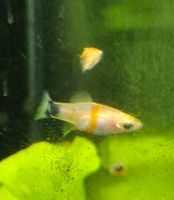 PLATY/ BLUTENDES HERZ Jungtiere Sachsen-Anhalt - Selke-Aue Vorschau