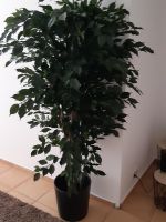 Kunstpflanze Ficus ca 1,2 m hoch top in Schuss Niedersachsen - Lüneburg Vorschau