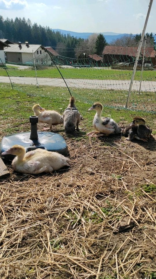 Keine (Bruteier) Warzenenten Flugenten Stummenten Eier Enten in Langdorf