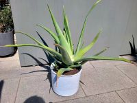 Aloe Vera Kaktus Kakteen zu verkaufen  75 cm hoch Stuttgart - Mühlhausen Vorschau