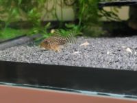 Sterbai Corydoras,  orangflossen panzerwels Sachsen-Anhalt - Halle Vorschau