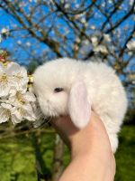 ❤️ Hübsche kleine Mini lop Minilop Kaninchen Babys ❤️ Nordrhein-Westfalen - Kleve Vorschau