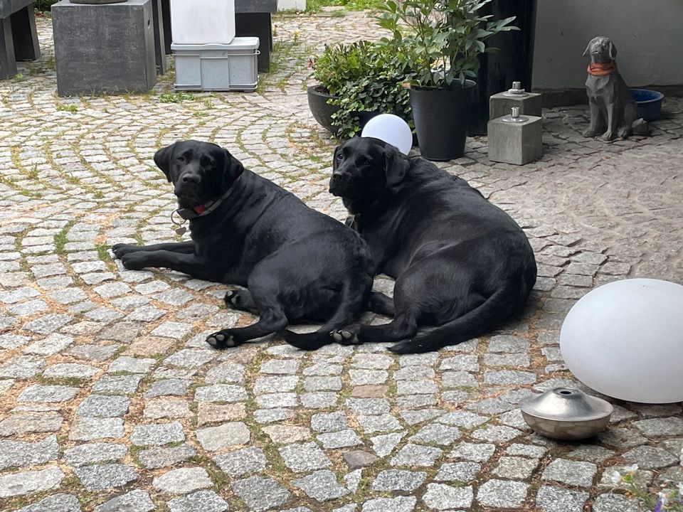 Hundebetreuung für sehr liebe, sehr gepflegte Labradorhündinn in Westerkappeln