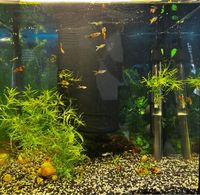 Guppy Fische Aquarium Nachwuchs Bayern - Schwarzenbach am Wald Vorschau