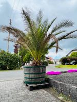 Riesen Phoenix Palme in Weinfass Rheinland-Pfalz - Morbach Vorschau