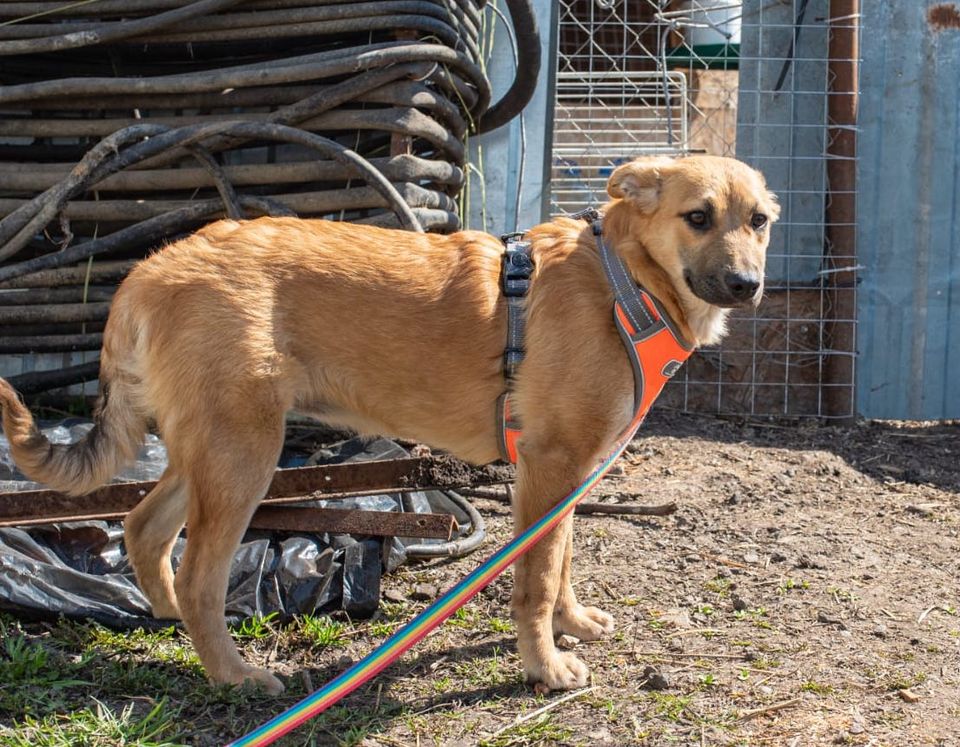 Tierschutz - Luna wünscht sich eine liebevolle Familie! in Fürstenwalde (Spree)