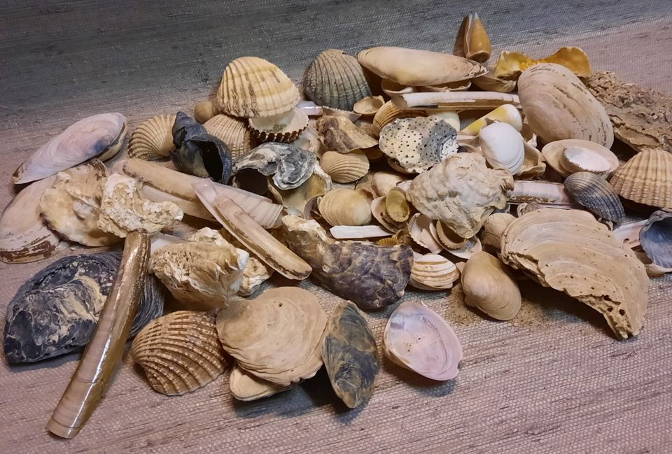 großes Konvolut Muscheln maritime Deko Strand basteln Meer Urlaub in Straelen