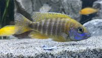 Aulonocara Baenschi Benga Malawi Buntbarsche Aquarium Fische Niedersachsen - Elze Vorschau