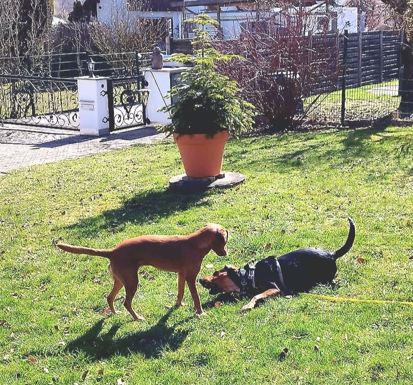 Frida, lieb, schüchtern sucht geduldige Menschen in Dießen