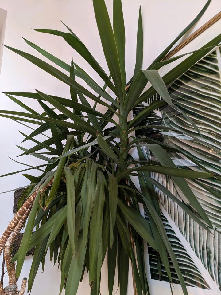 2 m Yucca Palme in Mönchengladbach