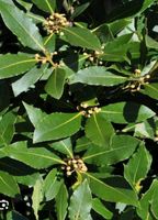 Suche eine Eukalyptus  Pflanzen und Lorbeerblatter Blätter Nordrhein-Westfalen - Wesel Vorschau
