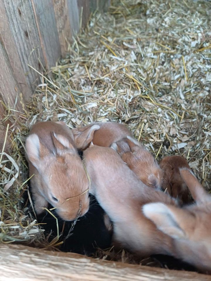 Kaninchen  Jungtiere in Wittenbeck