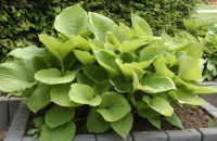 Hosta `Fried Bananas` Funkie ab 4,50€ Bayern - Bayreuth Vorschau