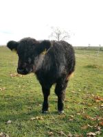 Mini Galloway Ochse Sachsen - Dahlen Vorschau