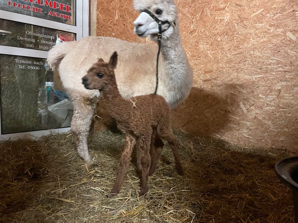 Alpaca Stute Alpakastuten Jungstute Alpaka in Leinefelde