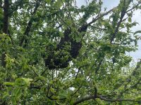 Imker Rettet Bienen. Bochum - Bochum-Wattenscheid Vorschau