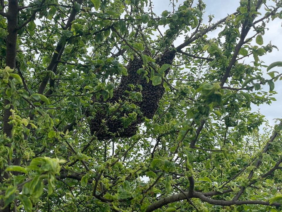 Imker Rettet Bienen. in Bochum