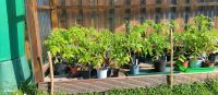 Organic Tomaten Pflanzen - Verschiedene Sorten Nordrhein-Westfalen - Herten Vorschau