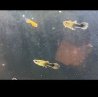 Fische Baby Guppys Münster (Westfalen) - Hiltrup Vorschau