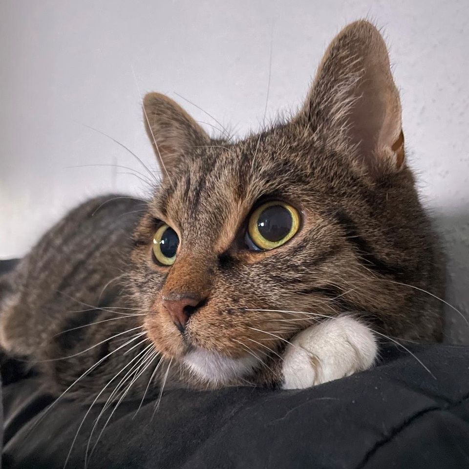 Hauskatze  Katze zu verkaufen in Bodenwerder