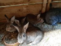 Kaninchen jungtiere Sachsen - Dippoldiswalde Vorschau