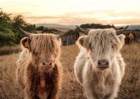 Schottische Hochlandrinder - Highland Cattle - Jungtiere Bayern - Rödelmaier Vorschau