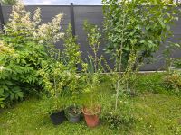 Hibiskus Hecke weiß blau groß Hibiskusbaum 4 Stück  bio Dortmund - Derne Vorschau