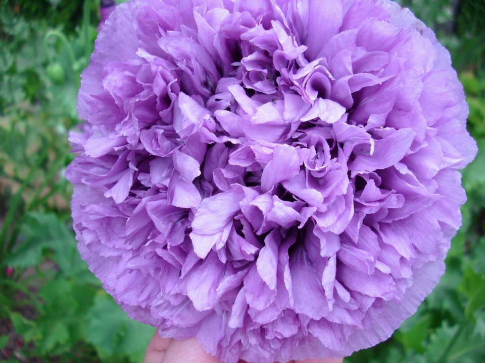 Puschelmohn-Bienenweide-MohnSAMEN- MIX Versand möglich in Burgwald