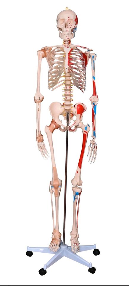 Anatomie Skelett lebensgroß in Ahlbeck