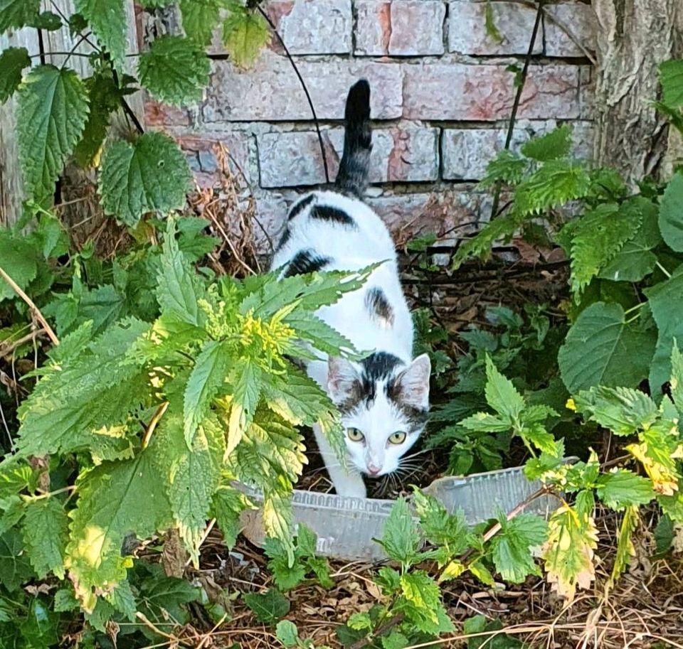 Unbekannte Katzen! Wer kennt sie? in Woltersdorf SA