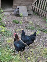 Hühner Legehennen Hessen - Eltville Vorschau