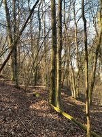 Waldfläche Forstgrundstück Waldgrundstück Wald Baden-Württemberg - Hardheim Vorschau