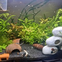 Aquarium Pflanzen Nordrhein-Westfalen - Viersen Vorschau