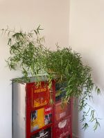 Großer Asparagus Falcatus Zimmerpflanze Sicheldorn-Spargel Berlin - Charlottenburg Vorschau