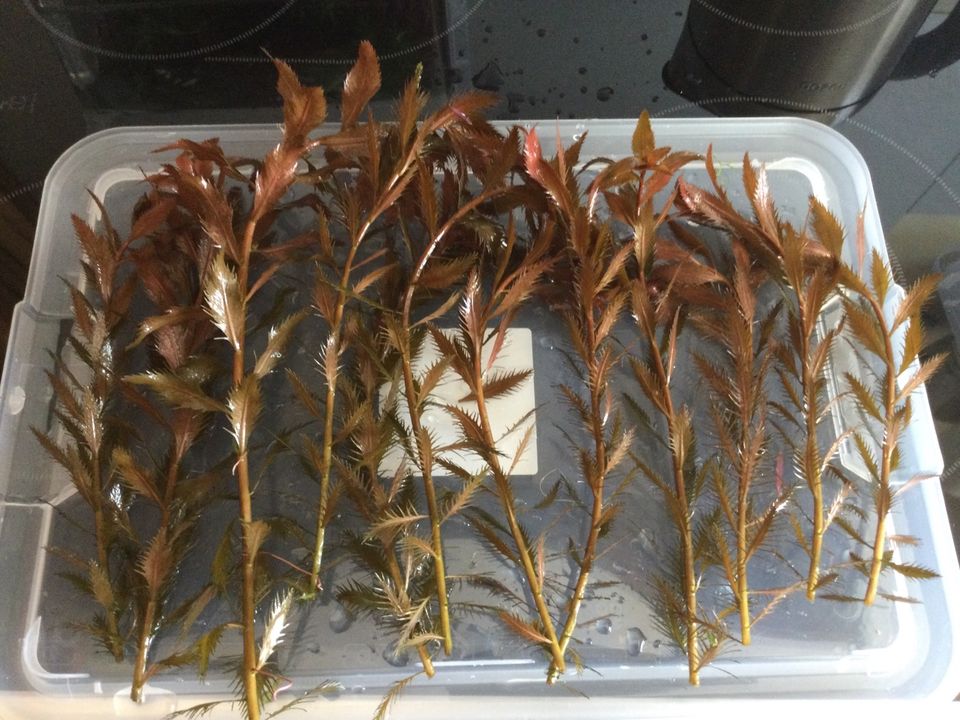 Cuba-Kammblatt- ‚Proserpinaca palustris‘ Rarität AquaScaping in Nürnberg (Mittelfr)