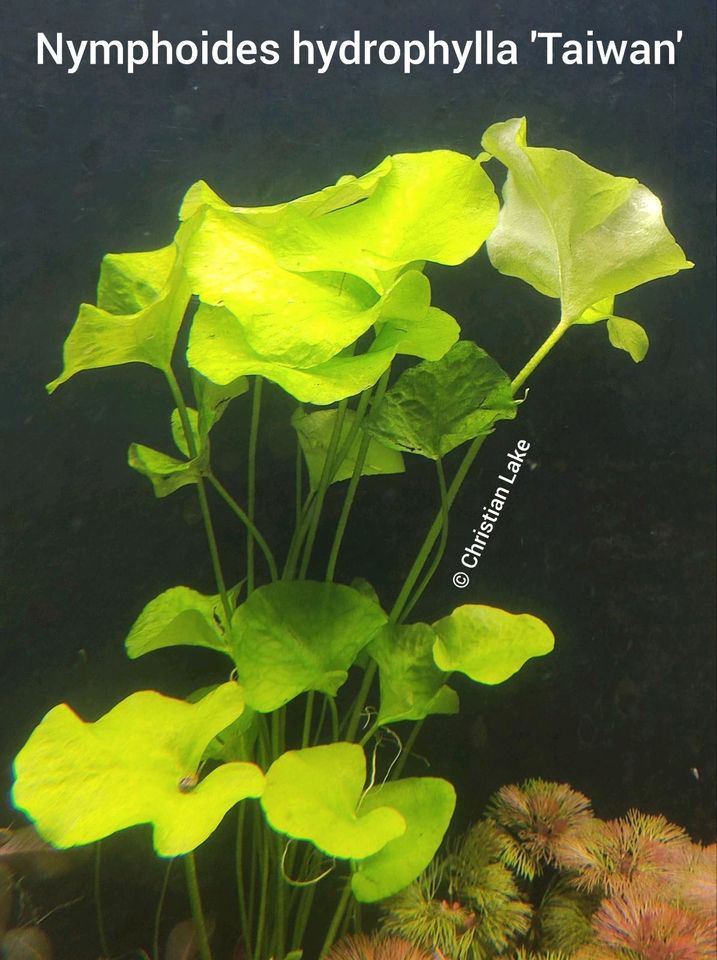 ❌ VERKAUFT ❌⭐☘️Nymphoides hydrophylla 'Taiwan' Aquariumpflanzen in Meppen