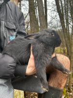 Kaninchen aus Hobbyzucht Bayern - Bad Brückenau Vorschau